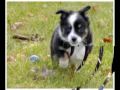 very Cute Puppies