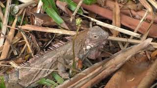 Cápsula Informativa Corpoboyacá semana del 12 al 17 de Marzo de 2018