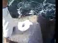 pesca salerno serra di michele