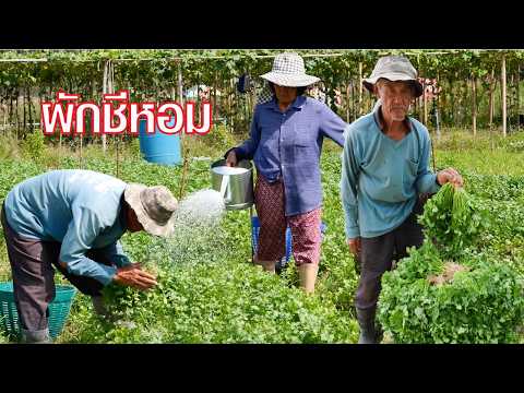 ปลูกผักชีหอม ส่งขายสร้างรายได้รายเดือน