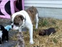 Really Mo X Waldo pups Really Mo X Waldo pups