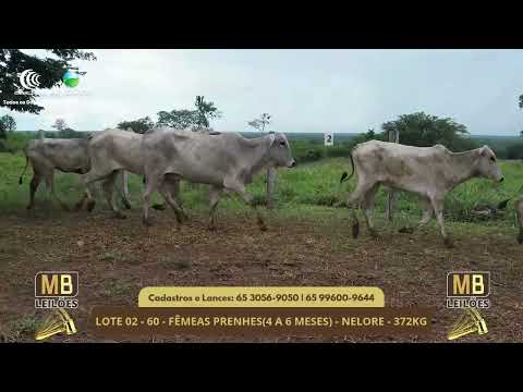 526� LEIL�O VIRTUAL MB LEIL�ES