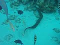 Grand Cayman Reef Eel