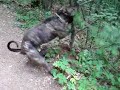 Kici ne Germi