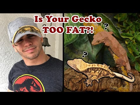 YouTube reptile video