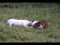 Megan y Lungo jugando - Zeus Bulldogs