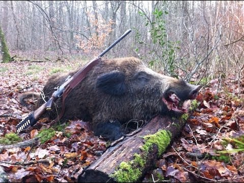 keiler - Chasse dans la Marne avec le tir d'un joli solitaire!!
