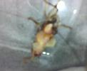 cricket monster 4/7 cricket monster 4/7
