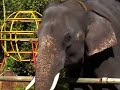 Kodanad Elephant Kraal