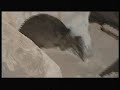 Tatooine Expedition 1999 (Part 2 of 5)