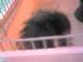 my hamster