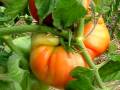 videos de Casa Rural Urbasa Urederra NÂº 180 Tomates Estella -Agroturismo Navarra- 19 -28298
