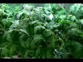 Timelapse Tomatos Flowering