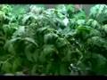 Timelapse-Tomatos-Fl