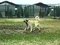 KANGAL GURRAH VON BOZKENNEL