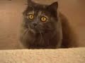 cat about playing fetch & how to teach cats to fetch cat about playing fetch & how to teach cats to fetch