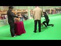 งานประกวดสุนัข dog show 2011
