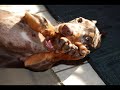 CRAZY ANIMALS FUNNY