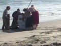 Domoic Sea Lion Rescue