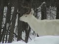 White Deer In Winter Setting