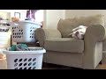Cachorro Beagle disfruta del día de lavado