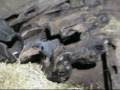 videos de Philly Zoo-Meerkats.wmv
