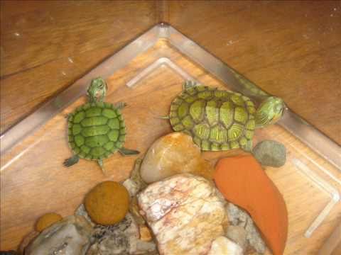 how to care for a baby red ear slider turtle
