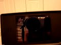 Lv. 98 Wild Shiny Pokemon Modifier AR Cheat