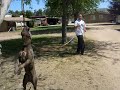 CENTRALCOASTPITBULLS.COM Sarge Vs The Spring Pole! CENTRALCOASTPITBULLS.COM Sarge Vs The Spring Pole!