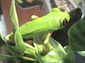 Agalychnis Agalychnis