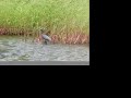 Kayaking Down The Myakka River