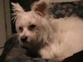 Calbee...my dog