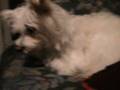 Calbee...my dog