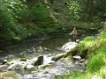 Flyfishing Exmoor \ Flyfishing Exmoor \