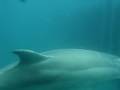 Delfino a Rimini. Free dolphin in Rimini, Italy