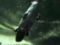 Platypus at Sydney Aquarium