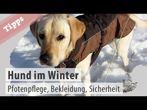 Winter mit Hund  Pfotenpflege, Hundebekleidung und Sicherheit  Vaseline Hundekanal