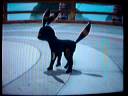 Pokemon Battle Revolution random wifi battle #40 Pokemon Battle Revolution random wifi battle #40