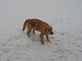 My Funny Golden Retriver My Funny Golden Retriver