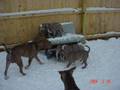 Pit bull puppies for sale