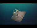 The Last Reef - Trailer