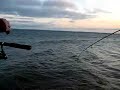 Fishing Catching a Fresh Water Drum