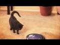 Roomba Terminator vs. Cat