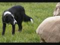 videos de Woof Ruff Grrr 01