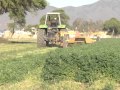 Demostración dinámica de corte e hilarado de alfalfa en Expoagro Norte 2012