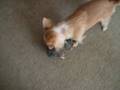 videos de Thank You For My Squirre!