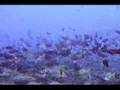 Underwater Tahiti, French Polynesia - YouTube