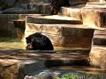 mother-cougar-vs-grizzly-bear.html