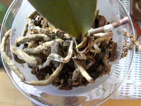 how to kill dry rot fungus
