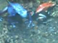 videos de Poisin Dart Frogs
